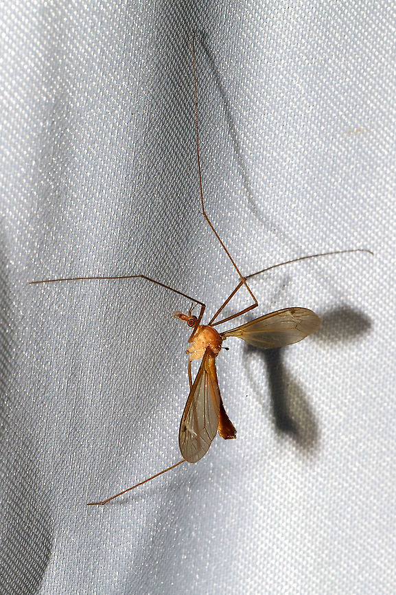Unknown Cranefly At a 395nm UV light at a dense mixed forest edge. Geotagged,Giant Crane Fly,Hexatoma lunigera,Limoniid Crane Fly,Nephrotoma australasiae,Phantom crane fly,Ptychoptera contaminata,Summer,Tiger crane fly,Tipula abdominalis,United States