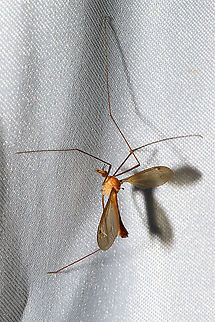 Unknown Cranefly At a 395nm UV light at a dense mixed forest edge. Geotagged,Giant Crane Fly,Hexatoma lunigera,Limoniid Crane Fly,Nephrotoma australasiae,Phantom crane fly,Ptychoptera contaminata,Summer,Tiger crane fly,Tipula abdominalis,United States