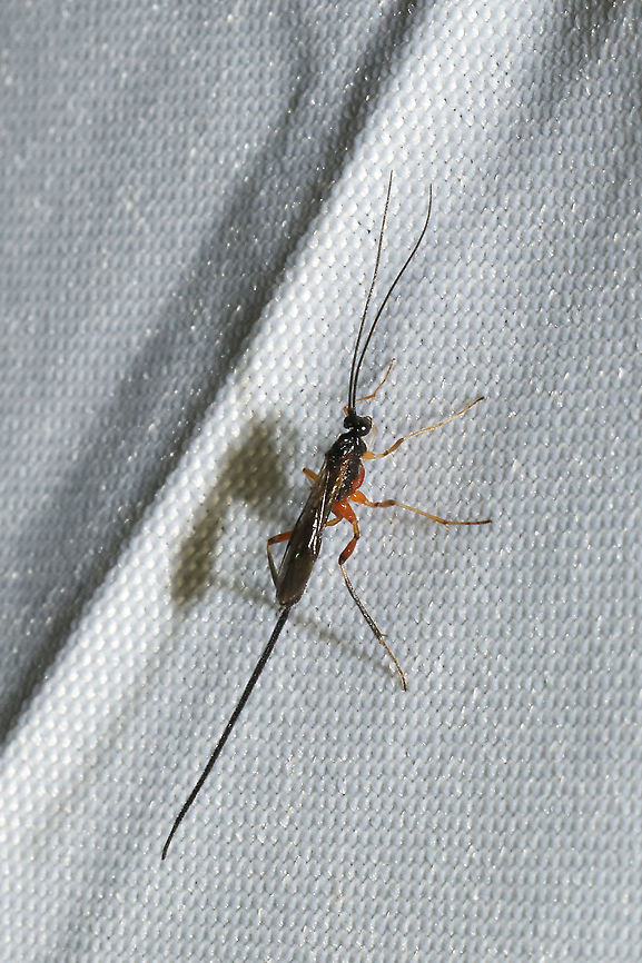 Macrocentrus aegeriae ♀ AT a 395nm UV light at a dense mixed forest edge. Geotagged,Macrocentrus aegeriae,Summer,United States