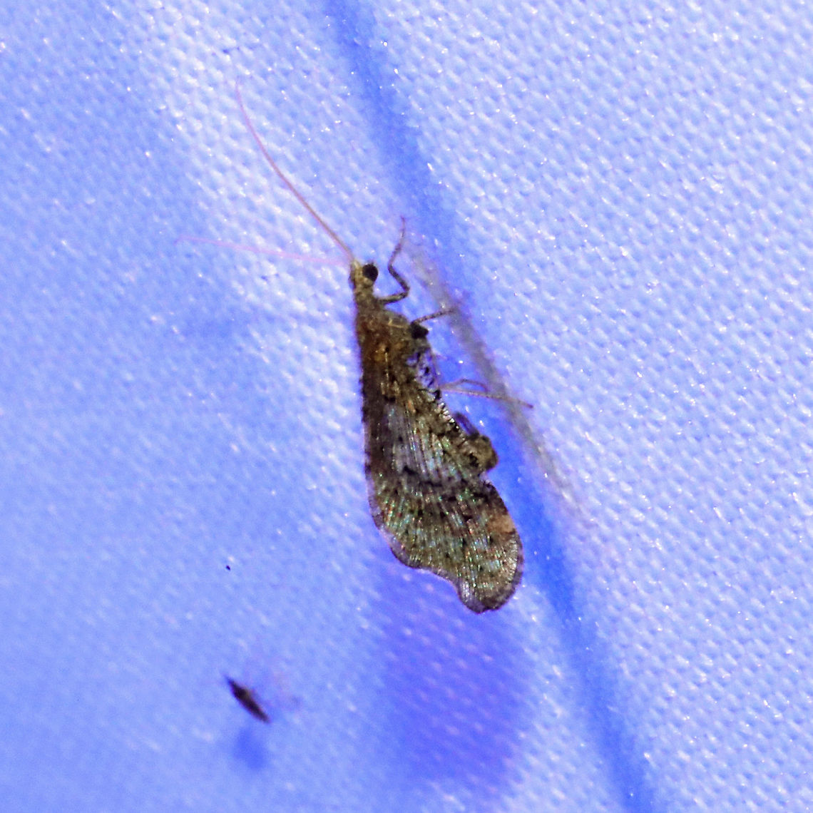 Beaded Lacewing? Lomamyia sp.?  At a 395nm UV light at a dense mixed forest edge. <br />
<br />
Excuse the terrible shot! Geotagged,Summer,United States