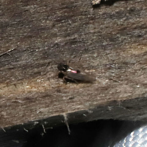 Delphacodes puella At a 365nm UV light at a dense mixed forest edge Delphacodes puella,Geotagged,United States