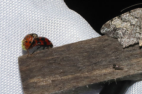 Wild Scene at my Moth Sheet I couldn't help but laugh at all of the critters in one shot! At a 395nm UV light.
-Some ladybugs (with STDs) getting down to business.
-a Macaria moth perched.
-Delphacodes puella Geotagged,Summer,United States