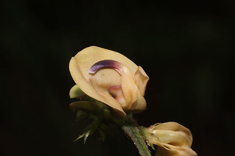 Trailing Fuzzy-Bean (Strophostyles helvola) At a dense mixed forest edge. Growing on silty topsoil that was brought in several months ago. There are bean-like pods on the vine as well. Really cool considering this is a wild relative of the common cultivated bean!
Flowers (on the same vine) range from a "creamsicle" orange to a pink color!
https://www.jungledragon.com/image/99992/trailing_fuzzy-bean_strophostyles_helvola.html Geotagged,Strophostyles helvola,Summer,United States
