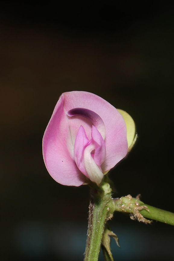 Trailing Fuzzy-Bean (Strophostyles helvola) At a dense mixed forest edge. Growing on silty topsoil that was brought in several months ago. There are bean-like pods on the vine as well. Really cool considering this is a wild relative of the common cultivated bean!<br />
Flowers (on the same vine) range from a "creamsicle" orange to a pink color! <br />
<figure class="photo"><a href="https://www.jungledragon.com/image/99991/trailing_fuzzy-bean_strophostyles_helvola.html" title="Trailing Fuzzy-Bean (Strophostyles helvola)"><img src="https://s3.amazonaws.com/media.jungledragon.com/images/3231/99991_thumb.jpg?AWSAccessKeyId=05GMT0V3GWVNE7GGM1R2&Expires=1770854410&Signature=fXBNX03eQqfPAh3OJc63eaRTKCk%3D" width="200" height="134" alt="Trailing Fuzzy-Bean (Strophostyles helvola) At a dense mixed forest edge. Growing on silty topsoil that was brought in several months ago. There are bean-like pods on the vine as well. Really cool considering this is a wild relative of the common cultivated bean!<br />
Flowers (on the same vine) range from a "creamsicle" orange to a pink color!<br />
https://www.jungledragon.com/image/99992/trailing_fuzzy-bean_strophostyles_helvola.html Geotagged,Strophostyles helvola,Summer,United States" /></a></figure> Geotagged,Strophostyles helvola,Summer,United States