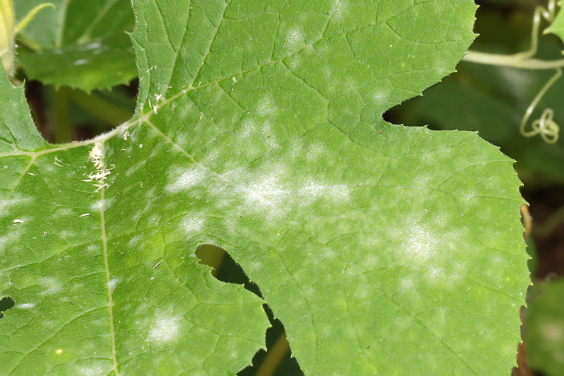 Powdery Mildew on Squash Plant (Podosphaera xanthii) My squash plants are infected with this fungus! In a rural garden. Geotagged,Podosphaera fuliginea,Summer,United States