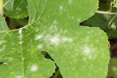 Powdery Mildew on Squash Plant (Podosphaera xanthii) My squash plants are infected with this fungus! In a rural garden. Geotagged,Podosphaera fuliginea,Summer,United States
