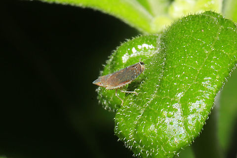 Scaphytopius sp. On (or near?) Frostweed (Verbesina virginica) at a dense mixed forest edge. Geotagged,Summer,United States