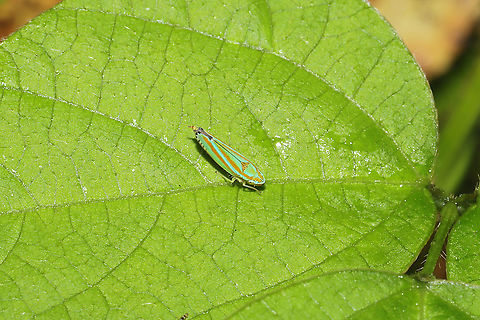 Versute Sharpshooter (Graphocephala versuta) At a flowery clearing/edge of a dense mixed forest Geotagged,Graphocephala versuta,Summer,United States