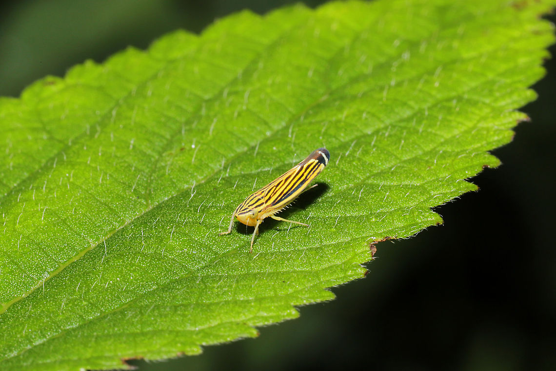 Yellow-striped Leafhopper (Sibovia occatoria) At a dense mixed forest edge. Geotagged,Sibovia occatoria,Summer,United States,Yellow-striped Leafhopper