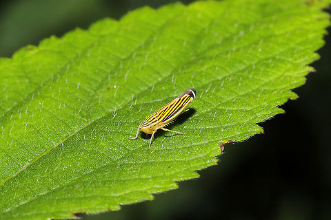 Yellow-striped Leafhopper (Sibovia occatoria) At a dense mixed forest edge. Geotagged,Sibovia occatoria,Summer,United States,Yellow-striped Leafhopper