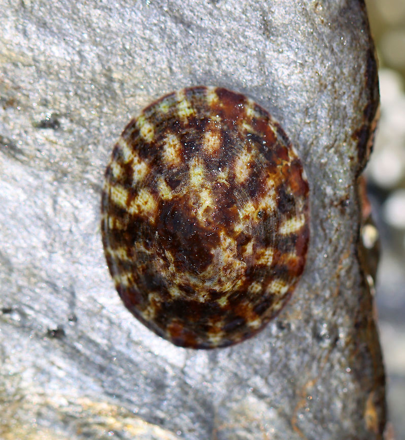 Tortoiseshell Limpet - Testudinalia testudinalis TL: ~20 mm. Flattened cone with variable markings.<br />
<br />
Habitat: Tidal pool at low tide Gastropoda,Geotagged,Lottiidae,Summer,Testudinalia,Testudinalia testudinalis,Tortoise limpet,Tortoiseshell Limpet,United States,limpet,mollusca