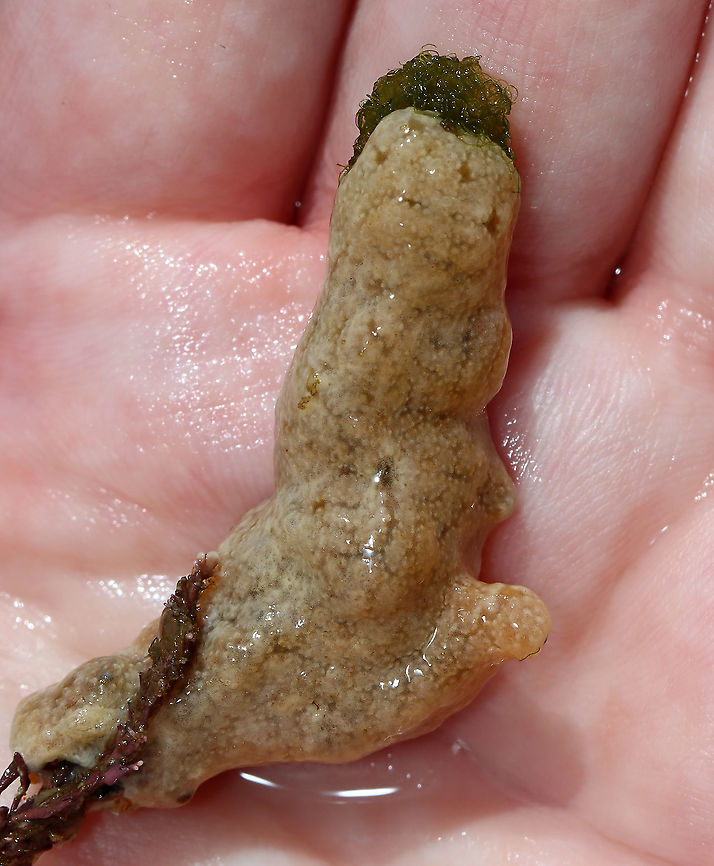 White Crust Tunicate - Didemnum albidum This tunicate had completely encrusted some algae. It had a very rubbery texture.<br />
<br />
Habitat: Tide pool during low tide Didemnum,Didemnum albidum,Geotagged,Summer,United States,White Crust Tunicate,tunicate