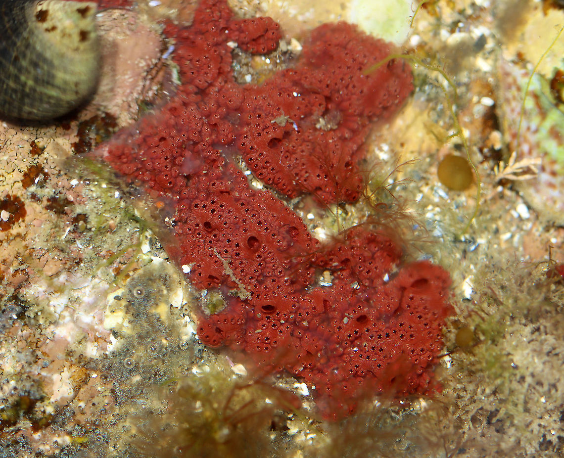 Orange Sheath Tunicate - Botrylloides violaceus *Tentative ID*<br />
<br />
There was so much stuff in these tidal pools! Every surface appears to be covered with life.<br />
<br />
Habitat: Tidal pools at low tide Botrylloides violaceus,Geotagged,Orange Sheath Tunicate,Summer,United States