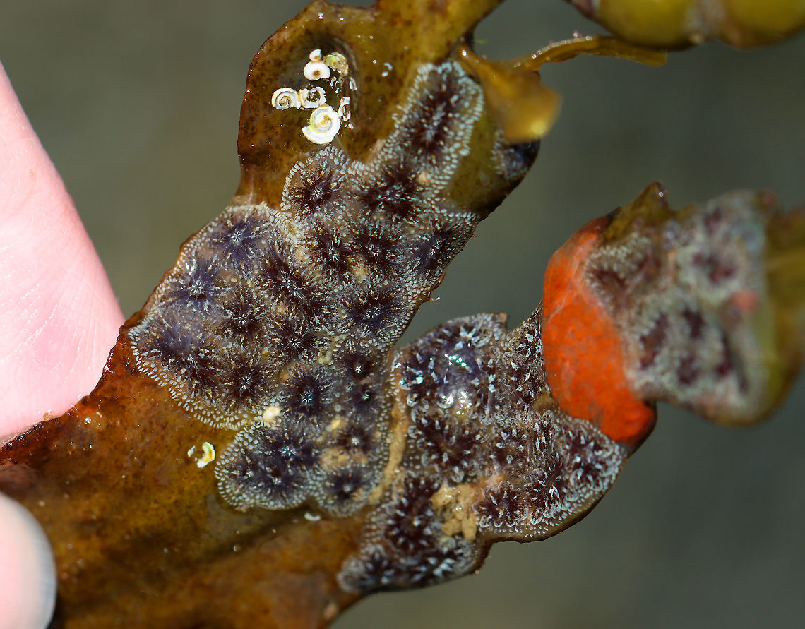 Golden Star Tunicate - Botryllus schlosseri This one piece of seaweed had Botryllus schlosseri, Botrylloides violaceus (orange), and Spirorbis borealis (white tubeworms) living on it!<br />
<br />
Habitat: Tidal pools during low tide Botryllus schlosseri,Geotagged,Golden Star Tunicate,Summer,United States