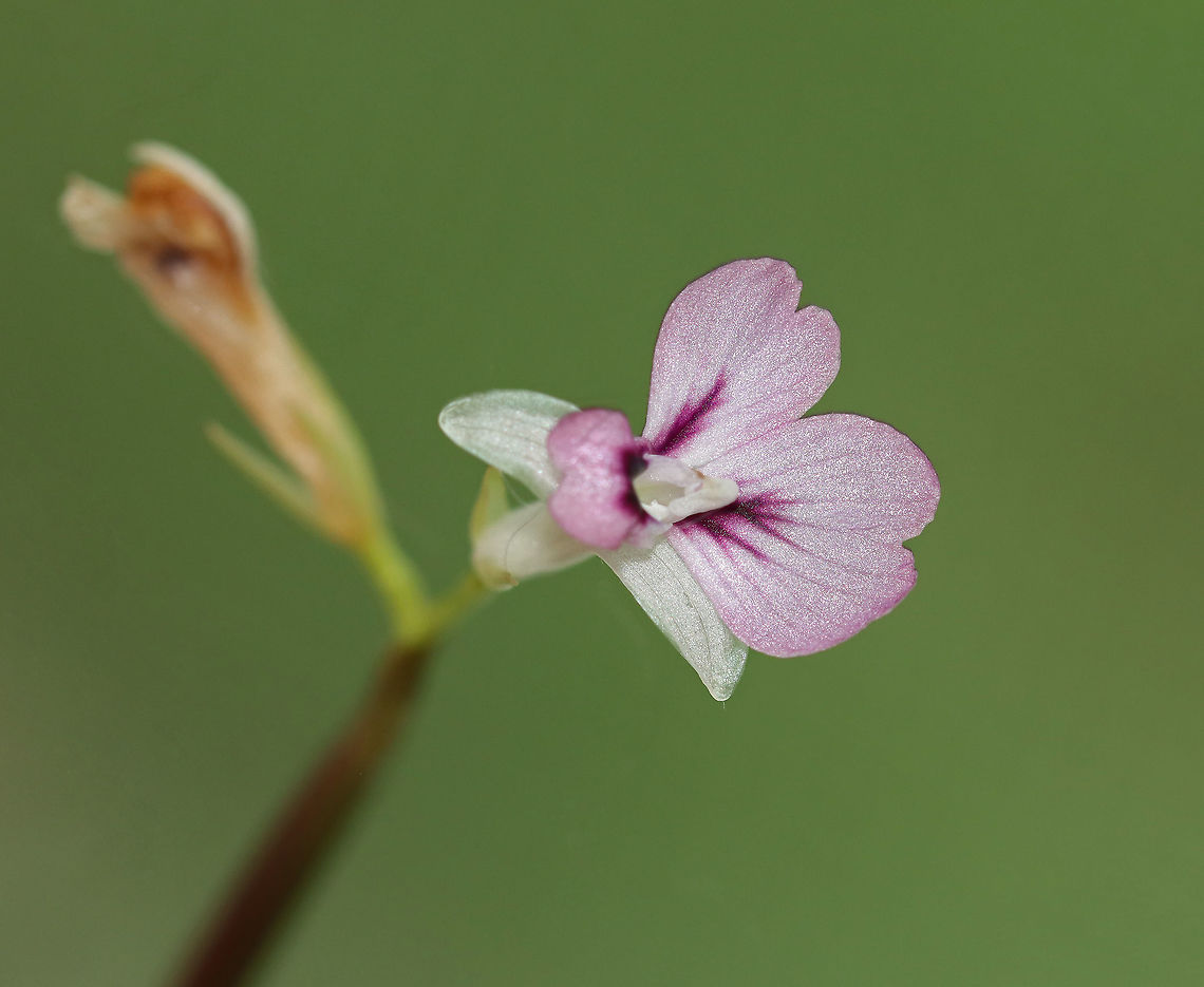 Prayer Plant - Maranta leuconeura This is the first flower I've gotten on my prayer plant!<br />
<br />
Habitat: Indoor potted plant Geotagged,Maranta,Maranta leuconeura,Prayer plant,Summer,United States,plant