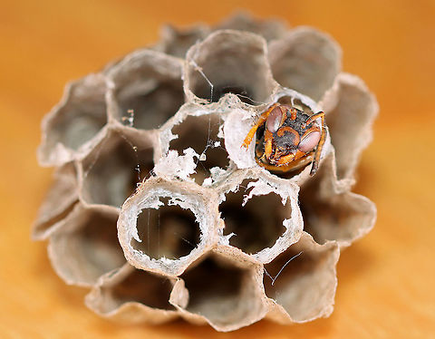 Wasp - Polistes sp. Maybe Polistes fuscatus, but the facial pattern doesn't match any of the ones I've seen.

Habitat: I found this small nest in a planter outside. The wasp was dead, as were the few remaining larvae inside the cells. 
https://www.jungledragon.com/image/100068/wasp_-_polistes_sp.html
https://www.jungledragon.com/image/100069/wasp_-_polistes_sp.html
https://www.jungledragon.com/image/100070/wasp_larvapupa_-_polistes_sp.html Geotagged,Polistes,Summer,United States,nest,wasp,wasp nest