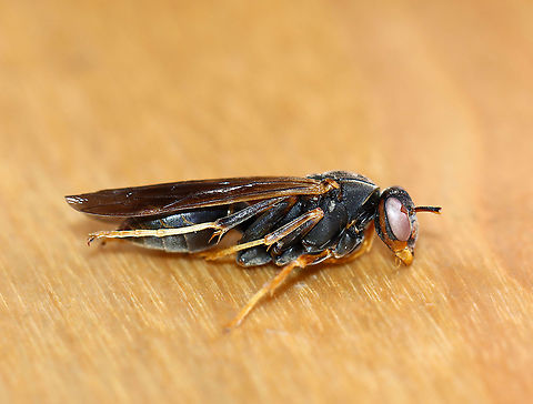 Wasp - Polistes sp. Maybe Polistes fuscatus, but the facial pattern doesn't match any of the ones I've seen.

Habitat: I found this small nest in a planter outside. The wasp was dead, as were the few remaining larvae inside the cells.
https://www.jungledragon.com/image/100070/wasp_larvapupa_-_polistes_sp.html
https://www.jungledragon.com/image/100069/wasp_-_polistes_sp.html
https://www.jungledragon.com/image/100067/wasp_-_polistes_sp.html Geotagged,Summer,United States