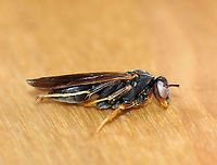 Wasp - Polistes sp. Maybe Polistes fuscatus, but the facial pattern doesn't match any of the ones I've seen.<br />
<br />
Habitat: I found this small nest in a planter outside. The wasp was dead, as were the few remaining larvae inside the cells.<br />
https://www.jungledragon.com/image/100070/wasp_larvapupa_-_polistes_sp.html<br />
https://www.jungledragon.com/image/100069/wasp_-_polistes_sp.html<br />
https://www.jungledragon.com/image/100067/wasp_-_polistes_sp.html Geotagged,Summer,United States