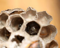 Wasp Larva in Cell- Polistes sp. Maybe Polistes fuscatus, but the facial pattern doesn't match any of the ones I've seen.<br />
<br />
Habitat: I found this small nest in a planter outside. The wasp was dead, as were the few remaining larvae inside the cells.<br />
<br />
https://www.jungledragon.com/image/100070/wasp_larvapupa_-_polistes_sp.html<br />
https://www.jungledragon.com/image/100068/wasp_-_polistes_sp.html<br />
https://www.jungledragon.com/image/100067/wasp_-_polistes_sp.html Geotagged,Summer,United States