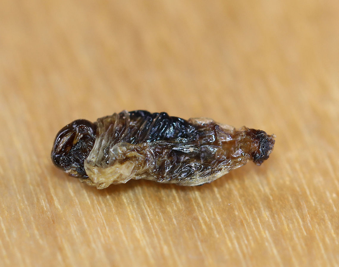 Wasp Larva/Pupa - Polistes sp. This larva (or pupa) was pretty gooey and shriveled.<br />
<br />
Maybe Polistes fuscatus?<br />
<br />
Habitat: I found this small nest in a planter outside. The wasp was dead, as were the few remaining larvae inside the cells.<br />
<figure class="photo"><a href="https://www.jungledragon.com/image/100069/wasp_larva_in_cell-_polistes_sp.html" title="Wasp Larva in Cell- Polistes sp."><img src="https://s3.amazonaws.com/media.jungledragon.com/images/3232/100069_thumb.jpg?AWSAccessKeyId=05GMT0V3GWVNE7GGM1R2&Expires=1759968010&Signature=iicQoGtRcpXXse0CHgCzKKUT9vQ%3D" width="200" height="160" alt="Wasp Larva in Cell- Polistes sp. Maybe Polistes fuscatus, but the facial pattern doesn&#039;t match any of the ones I&#039;ve seen.<br />
<br />
Habitat: I found this small nest in a planter outside. The wasp was dead, as were the few remaining larvae inside the cells.<br />
<br />
https://www.jungledragon.com/image/100070/wasp_larvapupa_-_polistes_sp.html<br />
https://www.jungledragon.com/image/100068/wasp_-_polistes_sp.html<br />
https://www.jungledragon.com/image/100067/wasp_-_polistes_sp.html Geotagged,Summer,United States" /></a></figure><br />
<figure class="photo"><a href="https://www.jungledragon.com/image/100068/wasp_-_polistes_sp.html" title="Wasp - Polistes sp."><img src="https://s3.amazonaws.com/media.jungledragon.com/images/3232/100068_thumb.jpg?AWSAccessKeyId=05GMT0V3GWVNE7GGM1R2&Expires=1759968010&Signature=mTR5WrDKVVzaJ%2BKfEHr4NY9MwB0%3D" width="200" height="152" alt="Wasp - Polistes sp. Maybe Polistes fuscatus, but the facial pattern doesn&#039;t match any of the ones I&#039;ve seen.<br />
<br />
Habitat: I found this small nest in a planter outside. The wasp was dead, as were the few remaining larvae inside the cells.<br />
https://www.jungledragon.com/image/100070/wasp_larvapupa_-_polistes_sp.html<br />
https://www.jungledragon.com/image/100069/wasp_-_polistes_sp.html<br />
https://www.jungledragon.com/image/100067/wasp_-_polistes_sp.html Geotagged,Summer,United States" /></a></figure><br />
<figure class="photo"><a href="https://www.jungledragon.com/image/100067/wasp_-_polistes_sp.html" title="Wasp - Polistes sp."><img src="https://s3.amazonaws.com/media.jungledragon.com/images/3232/100067_thumb.jpg?AWSAccessKeyId=05GMT0V3GWVNE7GGM1R2&Expires=1759968010&Signature=6G2y3khdnYbvzhCFbHN67Hs%2FXZI%3D" width="200" height="156" alt="Wasp - Polistes sp. Maybe Polistes fuscatus, but the facial pattern doesn&#039;t match any of the ones I&#039;ve seen.<br />
<br />
Habitat: I found this small nest in a planter outside. The wasp was dead, as were the few remaining larvae inside the cells. <br />
https://www.jungledragon.com/image/100068/wasp_-_polistes_sp.html<br />
https://www.jungledragon.com/image/100069/wasp_-_polistes_sp.html<br />
https://www.jungledragon.com/image/100070/wasp_larvapupa_-_polistes_sp.html Geotagged,Polistes,Summer,United States,nest,wasp,wasp nest" /></a></figure> Geotagged,Summer,United States