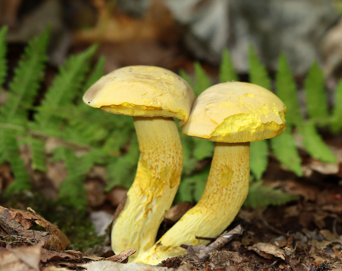 Goldstalk - Retiboletus ornatipes It has been too dry for many mushrooms so far this summer, but I was thrilled to find these vibrant beauties this morning!<br />
<br />
Cap: yellow, smooth; Flesh: pale yellow; Pores: bright yellow and round.  Stipe: yellow, reticulate, and tapered; Basal mycelium: pale yellowish<br />
<br />
Habitat: Growing in a pair, on the ground, in a deciduous forest Geotagged,Ornate-stalked bolete,Retiboletus ornatipes,Summer,United States,bolete,fungus,mushroom,retiboletus