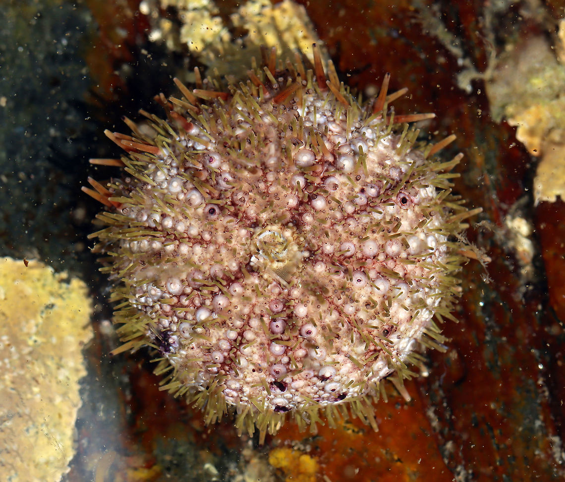 Green Sea Urchin - Strongylocentrotus droebachiensis The most common urchin in tide pools along the New England coast.<br />
<br />
Habitat: Tidal pool during low tide Geotagged,Green sea urchin,Strongylocentrotus,Strongylocentrotus droebachiensis,Summer,United States,sea urchin