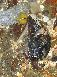 Blue Mussel (with Mucus Strings) - Mytilus edulis This was gross. I touched the shell of this mussel to see if it was alive, and it spit out a bunch of mucus strings. They secrete mucus for feeding and digestion.

Habitat: Tidal pool during low tide Blue mussel,Geotagged,Mytilus,Mytilus edulis,Summer,United States,bivalve,mussel