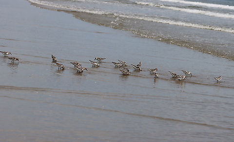 Sanderling - Calidris alba These birds were so cute and comical! When the waves went out, they would chase the water and gobble up isopods. As the waves came back in, they would run up the beach and away from the water. Over and over...

Habitat: Beach at low tide


https://www.jungledragon.com/image/100081/birds_-_calidris_sp.html
https://www.jungledragon.com/image/100080/birds_-_calidris_sp.html
https://www.jungledragon.com/image/100079/birds_-_calidris_sp.html Calidris,Calidris alba,Geotagged,Sanderling,Summer,United States