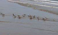 Sanderling - Calidris alba These birds were so cute and comical! When the waves went out, they would chase the water and gobble up isopods. As the waves came back in, they would run up the beach and away from the water. Over and over...<br />
<br />
Habitat: Beach at low tide<br />
<br />
<br />
https://www.jungledragon.com/image/100081/birds_-_calidris_sp.html<br />
https://www.jungledragon.com/image/100080/birds_-_calidris_sp.html<br />
https://www.jungledragon.com/image/100079/birds_-_calidris_sp.html Calidris,Calidris alba,Geotagged,Sanderling,Summer,United States