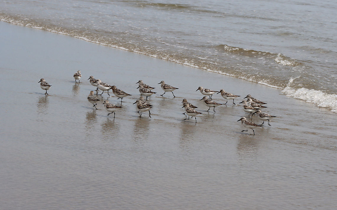 Sanderling - Calidris alba These birds were so cute and comical! When the waves went out, they would chase the water and gobble up isopods. As the waves came back in, they would run up the beach and away from the water. Over and over...<br />
<br />
Habitat: Beach at low tide<br />
<br />
<figure class="photo"><a href="https://www.jungledragon.com/image/100080/sanderling_-_calidris_alba.html" title="Sanderling - Calidris alba"><img src="https://s3.amazonaws.com/media.jungledragon.com/images/3232/100080_thumb.jpg?AWSAccessKeyId=05GMT0V3GWVNE7GGM1R2&Expires=1767225610&Signature=JFaH4cVk7UNzXLF%2BN4DZJFCgZmI%3D" width="200" height="94" alt="Sanderling - Calidris alba These birds were so cute and comical! When the waves went out, they would chase the water and gobble up isopods. As the waves came back in, they would run up the beach and away from the water. Over and over...<br />
<br />
Habitat: Beach at low tide<br />
<br />
https://www.jungledragon.com/image/100078/birds_-_calidris_sp.html<br />
https://www.jungledragon.com/image/100079/birds_-_calidris_sp.html<br />
https://www.jungledragon.com/image/100081/birds_-_calidris_sp.html Calidris alba,Geotagged,Sanderling,Summer,United States" /></a></figure><br />
<figure class="photo"><a href="https://www.jungledragon.com/image/100081/sanderling_-_calidris_alba.html" title="Sanderling - Calidris alba"><img src="https://s3.amazonaws.com/media.jungledragon.com/images/3232/100081_thumb.jpg?AWSAccessKeyId=05GMT0V3GWVNE7GGM1R2&Expires=1767225610&Signature=b1A7kZZVuDT5D%2BdmVphifFAgQmI%3D" width="200" height="152" alt="Sanderling - Calidris alba These birds were so cute and comical! When the waves went out, they would chase the water and gobble up isopods. As the waves came back in, they would run up the beach and away from the water. Over and over...<br />
<br />
Habitat: Beach at low tide<br />
<br />
https://www.jungledragon.com/image/100078/birds_-_calidris_sp.html<br />
https://www.jungledragon.com/image/100080/birds_-_calidris_sp.html<br />
https://www.jungledragon.com/image/100079/birds_-_calidris_sp.html Calidris alba,Geotagged,Sanderling,Summer,United States" /></a></figure><br />
<figure class="photo"><a href="https://www.jungledragon.com/image/100078/sanderling_-_calidris_alba.html" title="Sanderling - Calidris alba"><img src="https://s3.amazonaws.com/media.jungledragon.com/images/3232/100078_thumb.jpg?AWSAccessKeyId=05GMT0V3GWVNE7GGM1R2&Expires=1767225610&Signature=cIxV%2FXKK4VRtR0w0frYT3Uo6rXs%3D" width="200" height="122" alt="Sanderling - Calidris alba These birds were so cute and comical! When the waves went out, they would chase the water and gobble up isopods. As the waves came back in, they would run up the beach and away from the water. Over and over...<br />
<br />
Habitat: Beach at low tide<br />
<br />
<br />
https://www.jungledragon.com/image/100081/birds_-_calidris_sp.html<br />
https://www.jungledragon.com/image/100080/birds_-_calidris_sp.html<br />
https://www.jungledragon.com/image/100079/birds_-_calidris_sp.html Calidris,Calidris alba,Geotagged,Sanderling,Summer,United States" /></a></figure> Calidris alba,Geotagged,Sanderling,Summer,United States