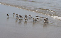 Sanderling - Calidris alba These birds were so cute and comical! When the waves went out, they would chase the water and gobble up isopods. As the waves came back in, they would run up the beach and away from the water. Over and over...<br />
<br />
Habitat: Beach at low tide<br />
<br />
https://www.jungledragon.com/image/100080/birds_-_calidris_sp.html<br />
https://www.jungledragon.com/image/100081/birds_-_calidris_sp.html<br />
https://www.jungledragon.com/image/100078/birds_-_calidris_sp.html Calidris alba,Geotagged,Sanderling,Summer,United States