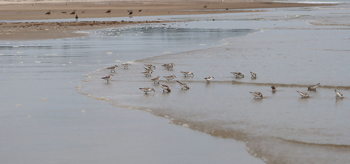 Sanderling - Calidris alba These birds were so cute and comical! When the waves went out, they would chase the water and gobble up isopods. As the waves came back in, they would run up the beach and away from the water. Over and over...<br />
<br />
Habitat: Beach at low tide<br />
<br />
<figure class="photo"><a href="https://www.jungledragon.com/image/100078/sanderling_-_calidris_alba.html" title="Sanderling - Calidris alba"><img src="https://s3.amazonaws.com/media.jungledragon.com/images/3232/100078_thumb.jpg?AWSAccessKeyId=05GMT0V3GWVNE7GGM1R2&Expires=1759968010&Signature=dxri6rD2m59J5lP8516ZcRr9h9w%3D" width="200" height="122" alt="Sanderling - Calidris alba These birds were so cute and comical! When the waves went out, they would chase the water and gobble up isopods. As the waves came back in, they would run up the beach and away from the water. Over and over...<br />
<br />
Habitat: Beach at low tide<br />
<br />
<br />
https://www.jungledragon.com/image/100081/birds_-_calidris_sp.html<br />
https://www.jungledragon.com/image/100080/birds_-_calidris_sp.html<br />
https://www.jungledragon.com/image/100079/birds_-_calidris_sp.html Calidris,Calidris alba,Geotagged,Sanderling,Summer,United States" /></a></figure><br />
<figure class="photo"><a href="https://www.jungledragon.com/image/100079/sanderling_-_calidris_alba.html" title="Sanderling - Calidris alba"><img src="https://s3.amazonaws.com/media.jungledragon.com/images/3232/100079_thumb.jpg?AWSAccessKeyId=05GMT0V3GWVNE7GGM1R2&Expires=1759968010&Signature=zX1kTYK5TphMR5lK9vili4zA63Q%3D" width="200" height="126" alt="Sanderling - Calidris alba These birds were so cute and comical! When the waves went out, they would chase the water and gobble up isopods. As the waves came back in, they would run up the beach and away from the water. Over and over...<br />
<br />
Habitat: Beach at low tide<br />
<br />
https://www.jungledragon.com/image/100080/birds_-_calidris_sp.html<br />
https://www.jungledragon.com/image/100081/birds_-_calidris_sp.html<br />
https://www.jungledragon.com/image/100078/birds_-_calidris_sp.html Calidris alba,Geotagged,Sanderling,Summer,United States" /></a></figure><br />
<figure class="photo"><a href="https://www.jungledragon.com/image/100081/sanderling_-_calidris_alba.html" title="Sanderling - Calidris alba"><img src="https://s3.amazonaws.com/media.jungledragon.com/images/3232/100081_thumb.jpg?AWSAccessKeyId=05GMT0V3GWVNE7GGM1R2&Expires=1759968010&Signature=DumxJjwfDawIJIHwcsdBtczKq90%3D" width="200" height="152" alt="Sanderling - Calidris alba These birds were so cute and comical! When the waves went out, they would chase the water and gobble up isopods. As the waves came back in, they would run up the beach and away from the water. Over and over...<br />
<br />
Habitat: Beach at low tide<br />
<br />
https://www.jungledragon.com/image/100078/birds_-_calidris_sp.html<br />
https://www.jungledragon.com/image/100080/birds_-_calidris_sp.html<br />
https://www.jungledragon.com/image/100079/birds_-_calidris_sp.html Calidris alba,Geotagged,Sanderling,Summer,United States" /></a></figure> Calidris alba,Geotagged,Sanderling,Summer,United States