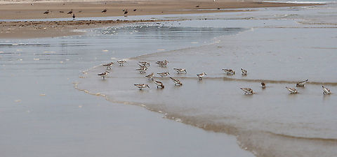 Sanderling - Calidris alba These birds were so cute and comical! When the waves went out, they would chase the water and gobble up isopods. As the waves came back in, they would run up the beach and away from the water. Over and over...

Habitat: Beach at low tide

https://www.jungledragon.com/image/100078/birds_-_calidris_sp.html
https://www.jungledragon.com/image/100079/birds_-_calidris_sp.html
https://www.jungledragon.com/image/100081/birds_-_calidris_sp.html Calidris alba,Geotagged,Sanderling,Summer,United States