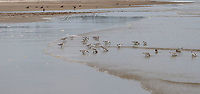 Sanderling - Calidris alba These birds were so cute and comical! When the waves went out, they would chase the water and gobble up isopods. As the waves came back in, they would run up the beach and away from the water. Over and over...<br />
<br />
Habitat: Beach at low tide<br />
<br />
https://www.jungledragon.com/image/100078/birds_-_calidris_sp.html<br />
https://www.jungledragon.com/image/100079/birds_-_calidris_sp.html<br />
https://www.jungledragon.com/image/100081/birds_-_calidris_sp.html Calidris alba,Geotagged,Sanderling,Summer,United States
