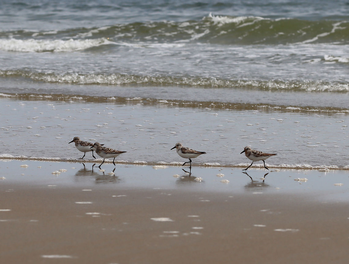 Sanderling - Calidris alba These birds were so cute and comical! When the waves went out, they would chase the water and gobble up isopods. As the waves came back in, they would run up the beach and away from the water. Over and over...<br />
<br />
Habitat: Beach at low tide<br />
<br />
<figure class="photo"><a href="https://www.jungledragon.com/image/100078/sanderling_-_calidris_alba.html" title="Sanderling - Calidris alba"><img src="https://s3.amazonaws.com/media.jungledragon.com/images/3232/100078_thumb.jpg?AWSAccessKeyId=05GMT0V3GWVNE7GGM1R2&Expires=1759968010&Signature=dxri6rD2m59J5lP8516ZcRr9h9w%3D" width="200" height="122" alt="Sanderling - Calidris alba These birds were so cute and comical! When the waves went out, they would chase the water and gobble up isopods. As the waves came back in, they would run up the beach and away from the water. Over and over...<br />
<br />
Habitat: Beach at low tide<br />
<br />
<br />
https://www.jungledragon.com/image/100081/birds_-_calidris_sp.html<br />
https://www.jungledragon.com/image/100080/birds_-_calidris_sp.html<br />
https://www.jungledragon.com/image/100079/birds_-_calidris_sp.html Calidris,Calidris alba,Geotagged,Sanderling,Summer,United States" /></a></figure><br />
<figure class="photo"><a href="https://www.jungledragon.com/image/100080/sanderling_-_calidris_alba.html" title="Sanderling - Calidris alba"><img src="https://s3.amazonaws.com/media.jungledragon.com/images/3232/100080_thumb.jpg?AWSAccessKeyId=05GMT0V3GWVNE7GGM1R2&Expires=1759968010&Signature=vtn92Ii1ZhnazA%2FL4usuWHOQn6g%3D" width="200" height="94" alt="Sanderling - Calidris alba These birds were so cute and comical! When the waves went out, they would chase the water and gobble up isopods. As the waves came back in, they would run up the beach and away from the water. Over and over...<br />
<br />
Habitat: Beach at low tide<br />
<br />
https://www.jungledragon.com/image/100078/birds_-_calidris_sp.html<br />
https://www.jungledragon.com/image/100079/birds_-_calidris_sp.html<br />
https://www.jungledragon.com/image/100081/birds_-_calidris_sp.html Calidris alba,Geotagged,Sanderling,Summer,United States" /></a></figure><br />
<figure class="photo"><a href="https://www.jungledragon.com/image/100079/sanderling_-_calidris_alba.html" title="Sanderling - Calidris alba"><img src="https://s3.amazonaws.com/media.jungledragon.com/images/3232/100079_thumb.jpg?AWSAccessKeyId=05GMT0V3GWVNE7GGM1R2&Expires=1759968010&Signature=zX1kTYK5TphMR5lK9vili4zA63Q%3D" width="200" height="126" alt="Sanderling - Calidris alba These birds were so cute and comical! When the waves went out, they would chase the water and gobble up isopods. As the waves came back in, they would run up the beach and away from the water. Over and over...<br />
<br />
Habitat: Beach at low tide<br />
<br />
https://www.jungledragon.com/image/100080/birds_-_calidris_sp.html<br />
https://www.jungledragon.com/image/100081/birds_-_calidris_sp.html<br />
https://www.jungledragon.com/image/100078/birds_-_calidris_sp.html Calidris alba,Geotagged,Sanderling,Summer,United States" /></a></figure> Calidris alba,Geotagged,Sanderling,Summer,United States
