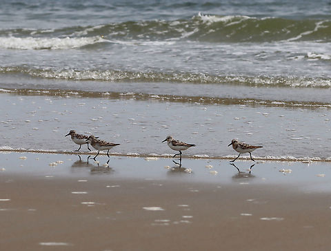 Sanderling - Calidris alba These birds were so cute and comical! When the waves went out, they would chase the water and gobble up isopods. As the waves came back in, they would run up the beach and away from the water. Over and over...

Habitat: Beach at low tide

https://www.jungledragon.com/image/100078/birds_-_calidris_sp.html
https://www.jungledragon.com/image/100080/birds_-_calidris_sp.html
https://www.jungledragon.com/image/100079/birds_-_calidris_sp.html Calidris alba,Geotagged,Sanderling,Summer,United States
