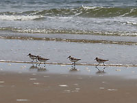 Sanderling - Calidris alba These birds were so cute and comical! When the waves went out, they would chase the water and gobble up isopods. As the waves came back in, they would run up the beach and away from the water. Over and over...<br />
<br />
Habitat: Beach at low tide<br />
<br />
https://www.jungledragon.com/image/100078/birds_-_calidris_sp.html<br />
https://www.jungledragon.com/image/100080/birds_-_calidris_sp.html<br />
https://www.jungledragon.com/image/100079/birds_-_calidris_sp.html Calidris alba,Geotagged,Sanderling,Summer,United States