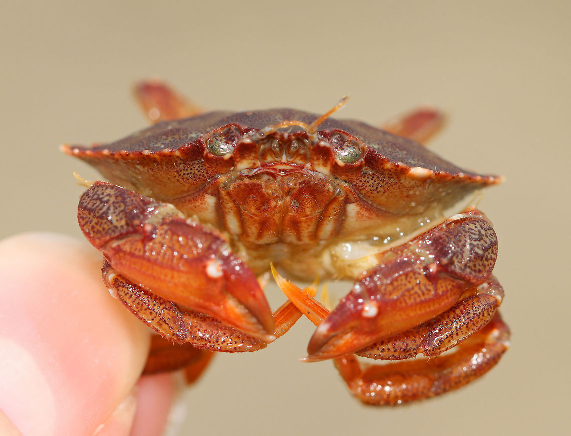 Rock Crab - Cancer irroratus Rock crabs have 9, smooth-ish marginal teeth, which green crabs only have 5. <br />
<br />
Habitat: Tidal pool during low tide<br />
<figure class="photo"><a href="https://www.jungledragon.com/image/100134/rock_crab_-_cancer_irroratus.html" title="Rock Crab - Cancer irroratus"><img src="https://s3.amazonaws.com/media.jungledragon.com/images/3232/100134_thumb.jpg?AWSAccessKeyId=05GMT0V3GWVNE7GGM1R2&Expires=1769040010&Signature=T5u3SR1R0deqVTBo8%2Bg9qWDSSz0%3D" width="200" height="160" alt="Rock Crab - Cancer irroratus Rock crabs have 9, smooth-ish marginal teeth, which green crabs only have 5.<br />
<br />
Habitat: Tidal pool during low tide<br />
https://www.jungledragon.com/image/100133/rock_crab_-_cancer_irroratus.html Cancer irroratus,Geotagged,Rock Crab,Summer,United States" /></a></figure> Cancer,Cancer irroratus,Geotagged,Summer,United States,crab