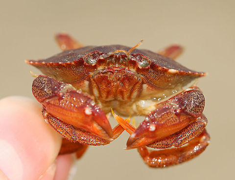 Rock Crab - Cancer irroratus Rock crabs have 9, smooth-ish marginal teeth, which green crabs only have 5. 

Habitat: Tidal pool during low tide
https://www.jungledragon.com/image/100134/rock_crab_-_cancer_irroratus.html Cancer,Cancer irroratus,Geotagged,Summer,United States,crab