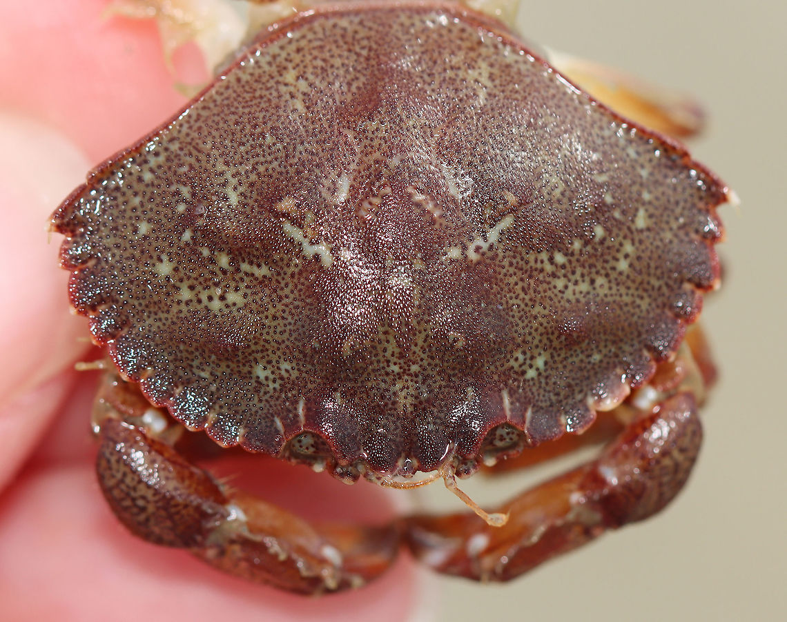 Rock Crab - Cancer irroratus Rock crabs have 9, smooth-ish marginal teeth, which green crabs only have 5.<br />
<br />
Habitat: Tidal pool during low tide<br />
<figure class="photo"><a href="https://www.jungledragon.com/image/100133/rock_crab_-_cancer_irroratus.html" title="Rock Crab - Cancer irroratus"><img src="https://s3.amazonaws.com/media.jungledragon.com/images/3232/100133_thumb.jpg?AWSAccessKeyId=05GMT0V3GWVNE7GGM1R2&Expires=1769040010&Signature=yxdHLNd95V1oGuegsuRmWVJkaao%3D" width="200" height="154" alt="Rock Crab - Cancer irroratus Rock crabs have 9, smooth-ish marginal teeth, which green crabs only have 5. <br />
<br />
Habitat: Tidal pool during low tide<br />
https://www.jungledragon.com/image/100134/rock_crab_-_cancer_irroratus.html Cancer,Cancer irroratus,Geotagged,Summer,United States,crab" /></a></figure> Cancer irroratus,Geotagged,Rock Crab,Summer,United States