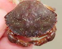 Rock Crab - Cancer irroratus Rock crabs have 9, smooth-ish marginal teeth, which green crabs only have 5.<br />
<br />
Habitat: Tidal pool during low tide<br />
https://www.jungledragon.com/image/100133/rock_crab_-_cancer_irroratus.html Cancer irroratus,Geotagged,Rock Crab,Summer,United States