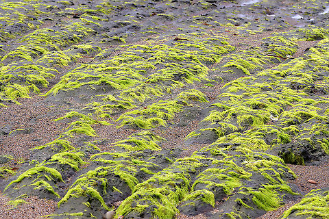 Gutweed - Ulva/Enteromorpha intestinalis This seaweed is very intestine-like and so awesome! They have oxygen bubbles inside their tubes, which are produced through photosynthesis and then are released into the water.

Habitat: Beach at low tide
https://www.jungledragon.com/image/100138/gutweed_-_ulvaenteromorpha_intestinalis.html
https://www.jungledragon.com/image/100137/gutweed_-_ulvaenteromorpha_intestinalis.html Enteromorpha,Geotagged,Grass kelp,Summer,Ulva,Ulva intestinalis,United States,gutweed,sea lettuce