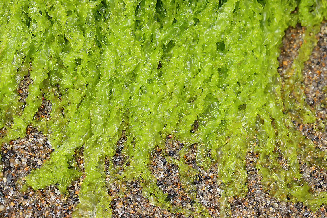 Gutweed - Ulva/Enteromorpha intestinalis This seaweed is very intestine-like and so awesome! They have oxygen bubbles inside their tubes, which are produced through photosynthesis and then are released into the water.<br />
<br />
Habitat: Beach at low tide<br />
<figure class="photo"><a href="https://www.jungledragon.com/image/100135/gutweed_-_ulvaenteromorpha_intestinalis.html" title="Gutweed - Ulva/Enteromorpha intestinalis"><img src="https://s3.amazonaws.com/media.jungledragon.com/images/3232/100135_thumb.jpg?AWSAccessKeyId=05GMT0V3GWVNE7GGM1R2&Expires=1769040010&Signature=TgLWEL%2FvSC8vmJwrehUAHrI2PJM%3D" width="200" height="134" alt="Gutweed - Ulva/Enteromorpha intestinalis This seaweed is very intestine-like and so awesome! They have oxygen bubbles inside their tubes, which are produced through photosynthesis and then are released into the water.<br />
<br />
Habitat: Beach at low tide<br />
https://www.jungledragon.com/image/100138/gutweed_-_ulvaenteromorpha_intestinalis.html<br />
https://www.jungledragon.com/image/100137/gutweed_-_ulvaenteromorpha_intestinalis.html Enteromorpha,Geotagged,Grass kelp,Summer,Ulva,Ulva intestinalis,United States,gutweed,sea lettuce" /></a></figure><br />
<figure class="photo"><a href="https://www.jungledragon.com/image/100138/gutweed_-_ulvaenteromorpha_intestinalis.html" title="Gutweed - Ulva/Enteromorpha intestinalis"><img src="https://s3.amazonaws.com/media.jungledragon.com/images/3232/100138_thumb.jpg?AWSAccessKeyId=05GMT0V3GWVNE7GGM1R2&Expires=1769040010&Signature=tofVl5OX0mHP84zdmh0ym0AAv3M%3D" width="200" height="122" alt="Gutweed - Ulva/Enteromorpha intestinalis This seaweed is very intestine-like and so awesome! They have oxygen bubbles inside their tubes, which are produced through photosynthesis and then are released into the water.<br />
<br />
Habitat: Beach at low tide<br />
https://www.jungledragon.com/image/100135/gutweed_-_ulvaenteromorpha_intestinalis.html<br />
https://www.jungledragon.com/image/100137/gutweed_-_ulvaenteromorpha_intestinalis.html Geotagged,Grass kelp,Summer,Ulva intestinalis,United States" /></a></figure> Geotagged,Grass kelp,Summer,Ulva intestinalis,United States