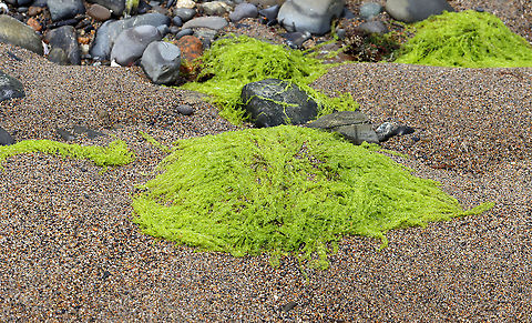 Gutweed - Ulva/Enteromorpha intestinalis This seaweed is very intestine-like and so awesome! They have oxygen bubbles inside their tubes, which are produced through photosynthesis and then are released into the water.

Habitat: Beach at low tide
https://www.jungledragon.com/image/100135/gutweed_-_ulvaenteromorpha_intestinalis.html
https://www.jungledragon.com/image/100137/gutweed_-_ulvaenteromorpha_intestinalis.html Geotagged,Grass kelp,Summer,Ulva intestinalis,United States
