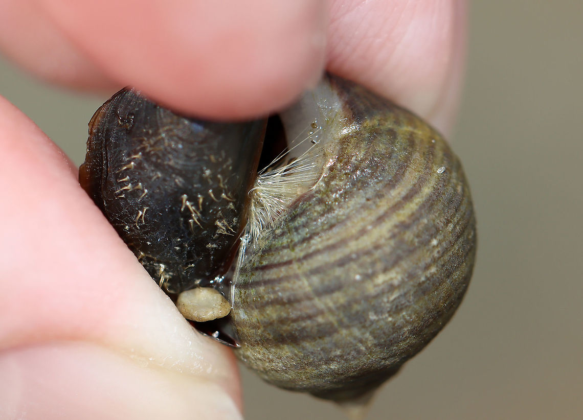 Blue Mussel - Mytilus edulis On the left in this photo is a small mussel. It has attached itself to a snail with structures called byssal threads. The byssal threads are secreted as a liquid by a gland near the mussel's foot, and then the threads harden upon contact with water. They are pretty strong, but can be ripped if you pull hard enough. They allow the mussel to anchor itself to nearly any surface. The tiny hairs on the mussels shell are probably for tactile perception and/or a defense against predators.<br />
<br />
Habitat: Found in a tidal pool during low tide Blue mussel,Geotagged,Mytilus edulis,Summer,United States,byssal threads,mussel