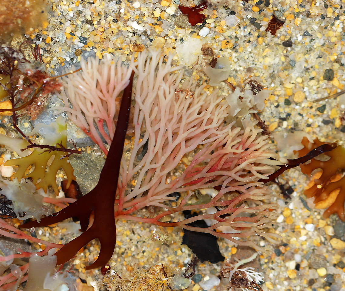 Red Seaweed -  Polyides rotundus?? I don't have an ID for this weed, but think it is some kind of red seaweed that has been bleached by the sun.<br />
<br />
Habitat: Tidal pool during low tide<br />
<figure class="photo"><a href="https://www.jungledragon.com/image/100156/red_seaweed_-_polyides_rotundus.html" title="Red Seaweed - Polyides rotundus??"><img src="https://s3.amazonaws.com/media.jungledragon.com/images/3232/100156_thumb.jpg?AWSAccessKeyId=05GMT0V3GWVNE7GGM1R2&Expires=1769040010&Signature=FhFDbrTIZq0GC841pRExH65tW3o%3D" width="200" height="146" alt="Red Seaweed - Polyides rotundus?? I don't have an ID for this weed, but think it is some kind of red seaweed that has been bleached by the sun.<br />
<br />
Habitat: Tidal pool during low tide<br />
https://www.jungledragon.com/image/100155/red_seaweed_-_polyides_rotundus.html Geotagged,Summer,United States" /></a></figure><br />
<br />
 Geotagged,Summer,United States,algae,red algae,red seaweed,seaweed