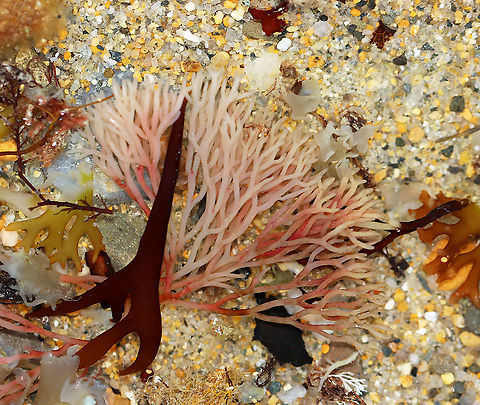 Red Seaweed -  Polyides rotundus?? I don't have an ID for this weed, but think it is some kind of red seaweed that has been bleached by the sun.

Habitat: Tidal pool during low tide
https://www.jungledragon.com/image/100156/red_seaweed_-_polyides_rotundus.html

 Geotagged,Summer,United States,algae,red algae,red seaweed,seaweed