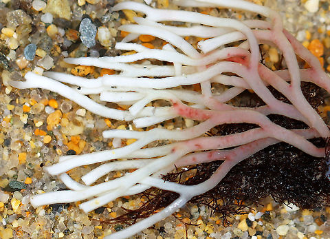Red Seaweed - Polyides rotundus?? I don't have an ID for this weed, but think it is some kind of red seaweed that has been bleached by the sun.

Habitat: Tidal pool during low tide
https://www.jungledragon.com/image/100155/red_seaweed_-_polyides_rotundus.html Geotagged,Summer,United States