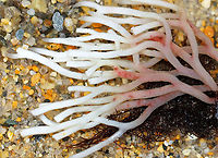 Red Seaweed - Polyides rotundus?? I don't have an ID for this weed, but think it is some kind of red seaweed that has been bleached by the sun.<br />
<br />
Habitat: Tidal pool during low tide<br />
https://www.jungledragon.com/image/100155/red_seaweed_-_polyides_rotundus.html Geotagged,Summer,United States