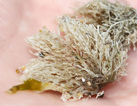 Maybe Corallina officinalis? Bleached Corallina officinalis? It wasn't very rigid and the segments looked a bit different than Corallina officinalis, but I'm not sure what else it could be.

Habitat: Washed up on beach during low tide Geotagged,Summer,United States,algae,seaweed